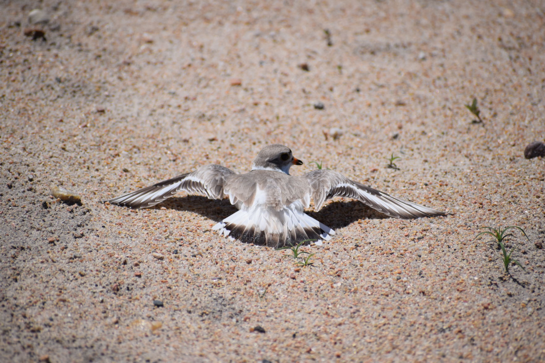 Piping plover